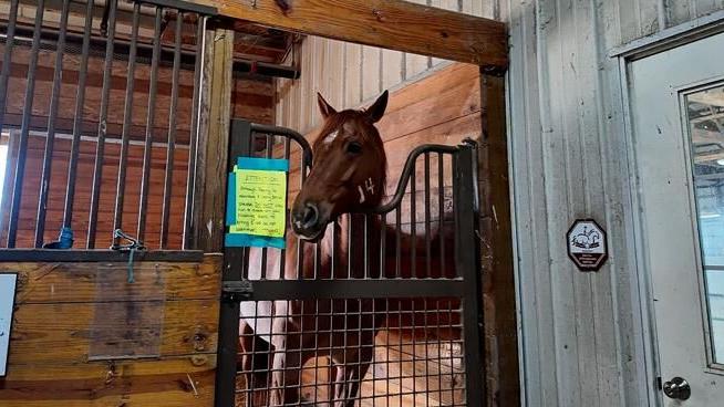Southern Delaware Therapeutic Riding to host holiday market to feature 60+ vendors, food trucks and local artisans
